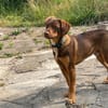 TOFFEE, Mâle junior Berger Créole