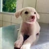 WOODY, chiot mâle Berger Créole