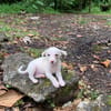 WOODY, chiot mâle Berger Créole