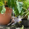 WOODY, chiot mâle Berger Créole