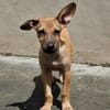 MIRIEL, Chiot femelle Berger Créole