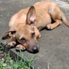 MIRIEL, Chiot femelle Berger Créole