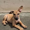 MIRIEL, Chiot femelle Berger Créole