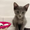AHORA, chaton créole femelle
