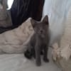 AHORA, chaton créole femelle