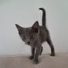 AHORA, chaton créole femelle