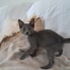 AHORA, chaton créole femelle