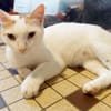 BLOUX Chat mâle européen