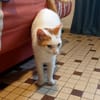 BLOUX Chat mâle européen