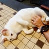 BLOUX Chat mâle européen