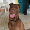 Pollux, mâle croisé shar pei, né le 03/06/2024  🐶