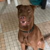 Pollux, mâle croisé shar pei, né le 03/06/2024  🐶