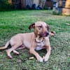 Fifi, mâle croisé berger, né le 15/06/2022 🐶