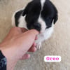 OREO (union animal)