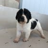 OREO (union animal)