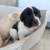 OREO (union animal)