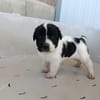 OREO (union animal)