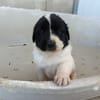 OREO (union animal)