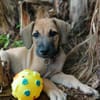 Pepsy, mâle croisé, né le 20/04/2025  🐶