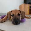 Pepsy, mâle croisé, né le 20/04/2025  🐶
