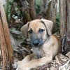 Pepsy, mâle croisé, né le 20/04/2025  🐶