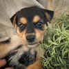 Iros, mâle croisé berger, né le 15/04/2025  🐶