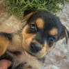 Iros, mâle croisé berger, né le 15/04/2025  🐶