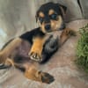 Iros, mâle croisé berger, né le 15/04/2025  🐶
