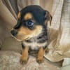 Iros, mâle croisé berger, né le 15/04/2025  🐶