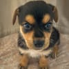 Iros, mâle croisé berger, né le 15/04/2025  🐶