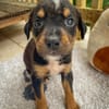 Dwalin, mâle croisé berger, né le 15/04/2025  🐶