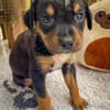 Dwalin, mâle croisé berger, né le 15/04/2025  🐶