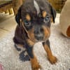 Dwalin, mâle croisé berger, né le 15/04/2025  🐶