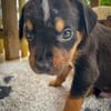 Dwalin, mâle croisé berger, né le 15/04/2025  🐶