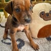 Dori, femelle croisée berger, née le 15/04/2025  🐶