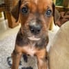 Dori, femelle croisée berger, née le 15/04/2025  🐶