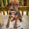Dori, femelle croisée berger, née le 15/04/2025  🐶