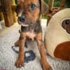 Dori, femelle croisée berger, née le 15/04/2025  🐶