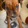 Dori, femelle croisée berger, née le 15/04/2025  🐶
