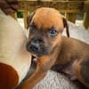 Balin, mâle croisé berger, né le 15/04/2025  🐶