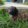 Awa, mâle croisé, né le 20/04/2025 🐶
