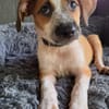 Amore, mâle croisé berger, né le 03/05/2025 🐶