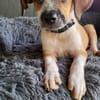 Amore, mâle croisé berger, né le 03/05/2025 🐶