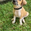 Amore, mâle croisé berger, né le 03/05/2025 🐶