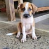 Amore, mâle croisé berger, né le 03/05/2025 🐶