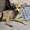 Pixie - Zarte Mama sucht ein Körbchen