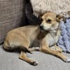 Pixie - Zarte Mama sucht ein Körbchen