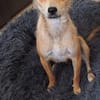 Pixie - Zarte Mama sucht ein Körbchen