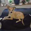 Pixie - Zarte Mama sucht ein Körbchen
