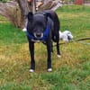 Bella8 sucht ein Zuhause